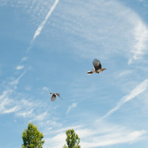 Sustaining Membership