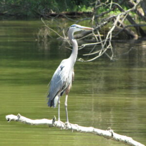 Individual Membership