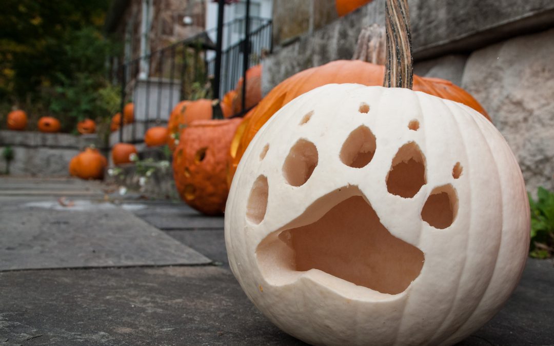 Pumpkin Carving Night