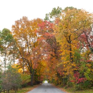 Business Partner Levels