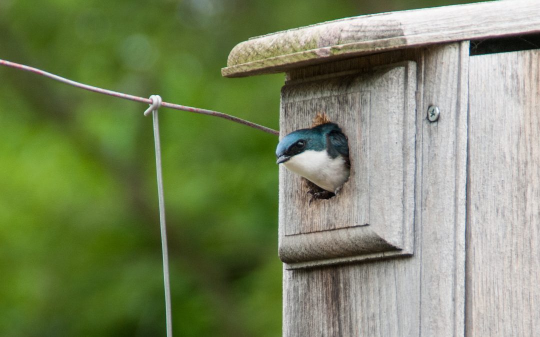 Nest Watch Volunteer Training 2025