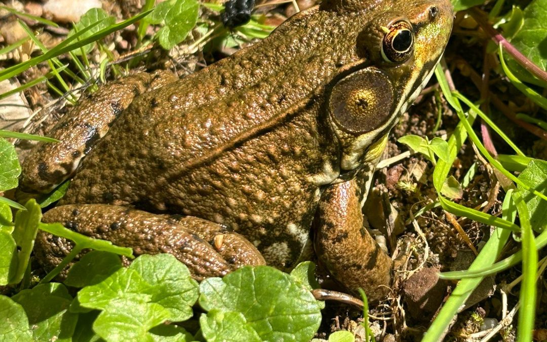 [SOLD OUT] Frog Walk 2026