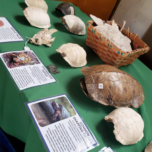 touchtable3 touch table with turtle shells