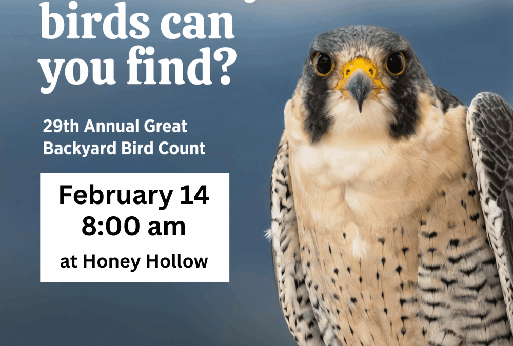 29th Annual Great Backyard Bird Count and Winter Hike